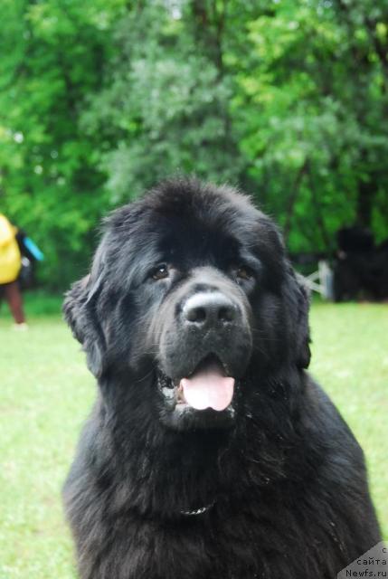 Фото: ньюфаундленд Атлант Бэст