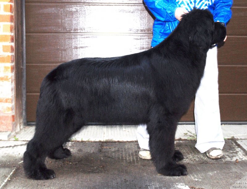 Фото: ньюфаундленд Black Clouds Magic Moment at Stealbears