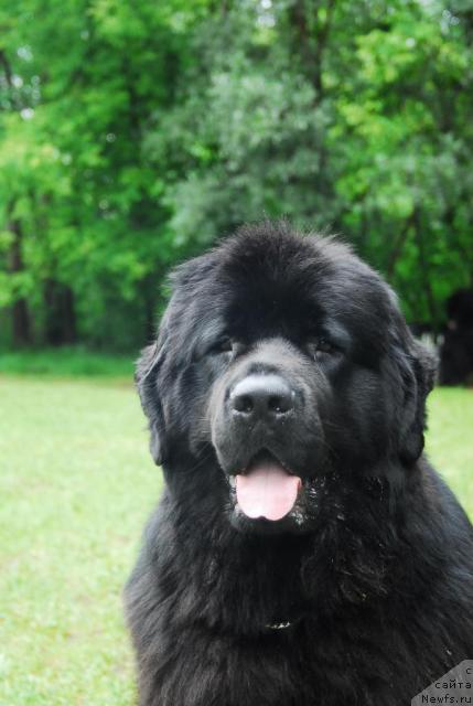 Фото: ньюфаундленд Атлант Бэст