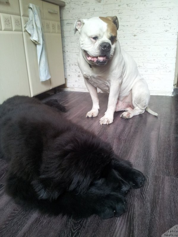 Фото: ньюфаундленд Смигар Ток ов Соул (Smigar Talk of Soul)