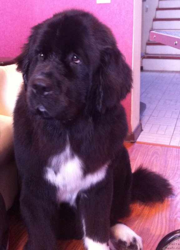 Фото: ньюфаундленд Аквиан Сонг Леди Ин Блэк