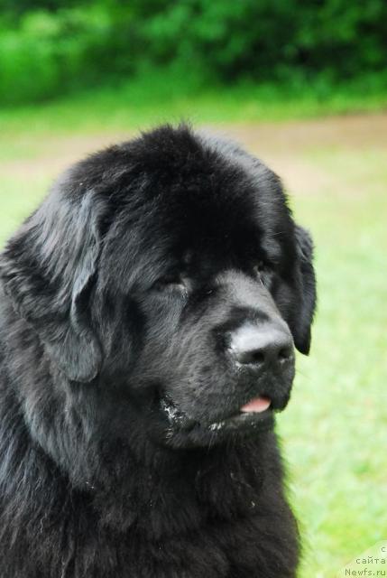 Фото: ньюфаундленд Атлант Бэст