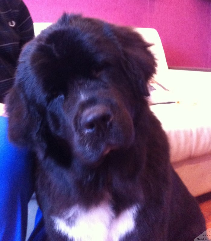 Фото: ньюфаундленд Аквиан Сонг Леди Ин Блэк