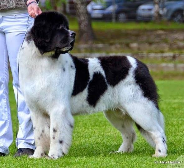 Фото: ньюфаундленд Черная Мафия Зебра Тиме (Chernaya Mafia Zebra Time)