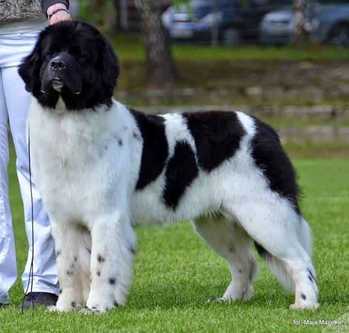 Фото: ньюфаундленд Черная Мафия Зебра Тиме (Chernaya Mafia Zebra Time)