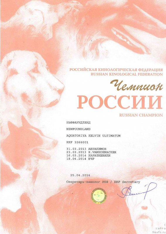 Фото: ньюфаундленд Акватория Келвин Ультиматум (Aquatoriya Kelvin Ultimatum)