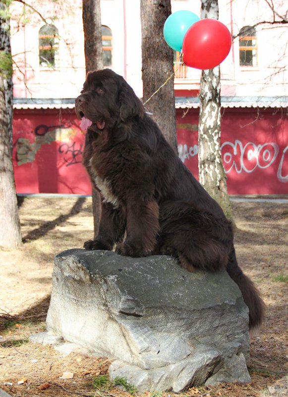 Фото: ньюфаундленд Обуш Шед Янтарный Поцелуй