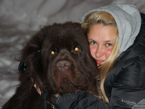 Фото: ньюфаундленд Ньюфорт Ровер Браун