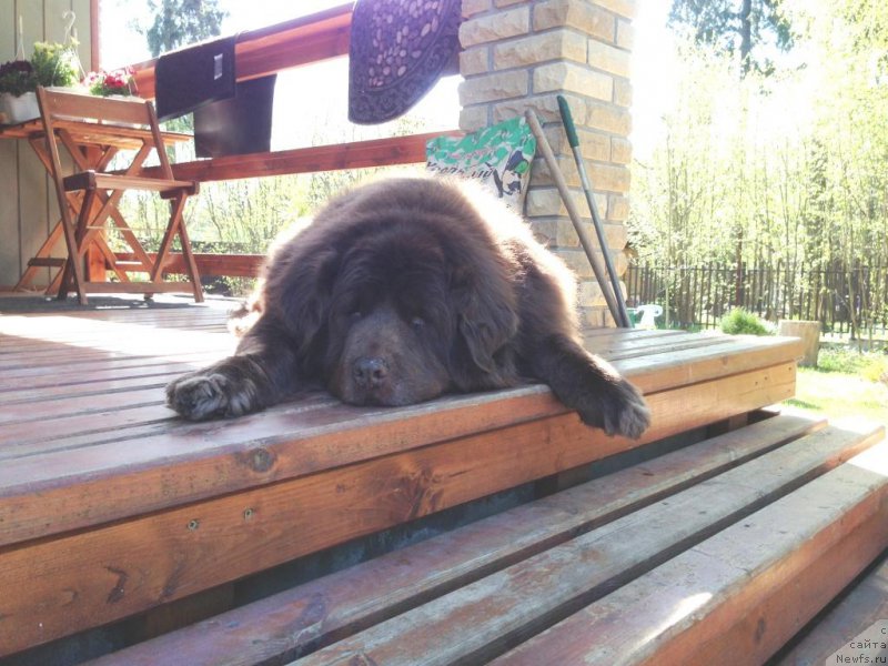 Фото: ньюфаундленд Петер-Беар Бизерта Соул