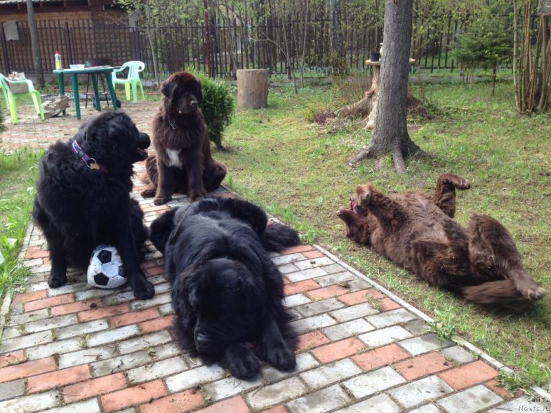Фото: ньюфаундленд Бонни Флайт, ньюфаундленд Петер-Беар Бизерта Соул, ньюфаундленд Рестайлинг Фром Шипмэн, ньюфаундленд Акватория Келвин Хизер Хани (Aquatoriya Kelvin Heather Honey)