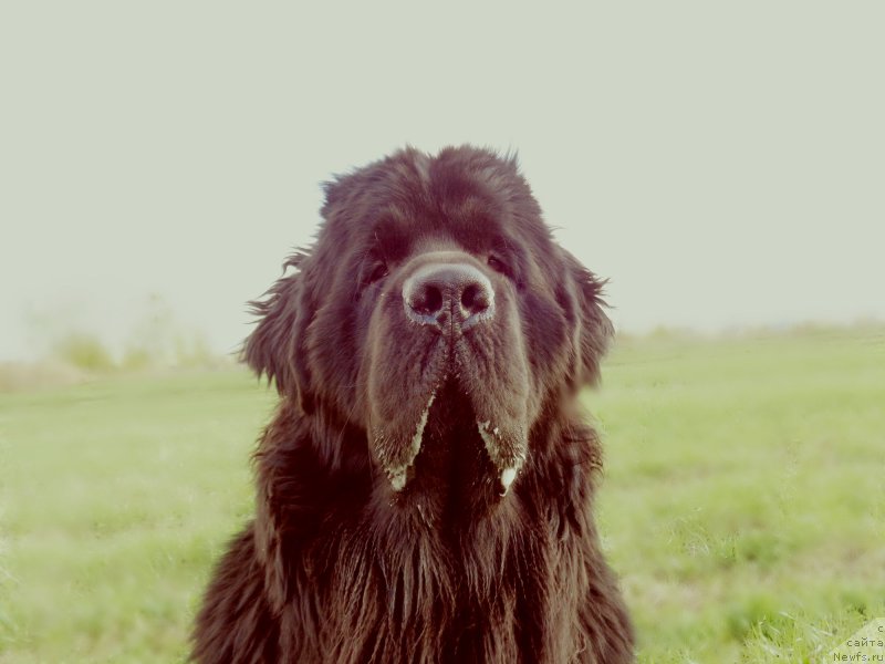Фото: ньюфаундленд Потап Олан