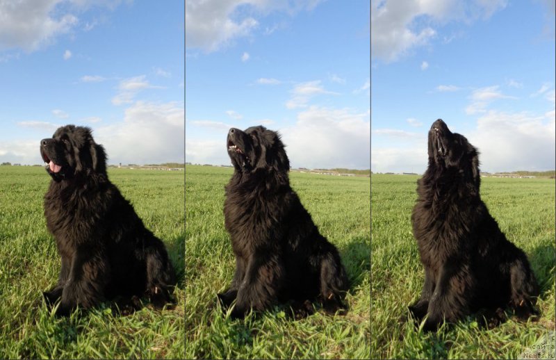 Фото: ньюфаундленд Потап Олан