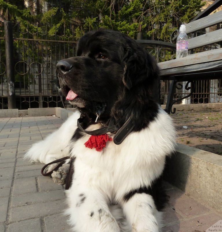 Фото: ньюфаундленд Би Перфект Витко Юго