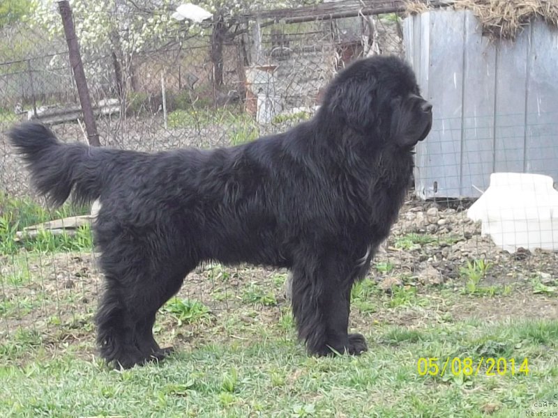 Фото: ньюфаундленд Супер Премиум Линиэль Дайлиррин (Super Premium Liniel Daylirring)