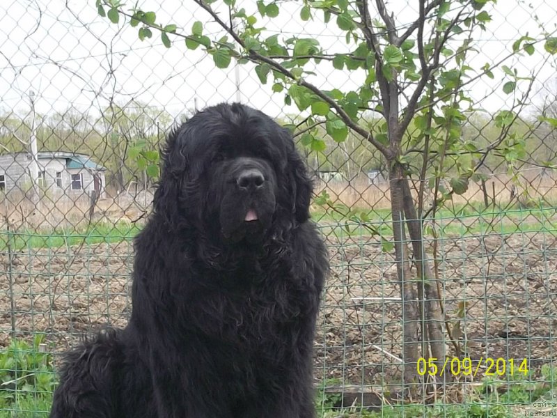 Фото: ньюфаундленд Вито Качо Ферл (Vito Kacho Ferl)