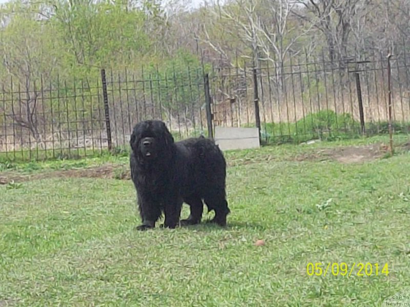 Фото: ньюфаундленд Вито Качо Ферл (Vito Kacho Ferl)