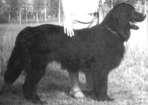 Фото: ньюфаундленд Юми Габри