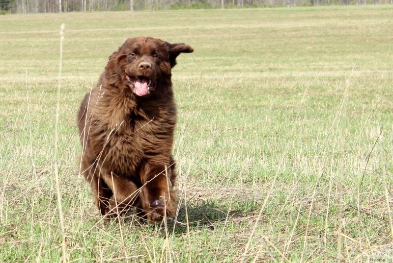 Фото: ньюфаундленд Сверкающая Гора Машаме (Sverkayuzhaya Gora Mashame)