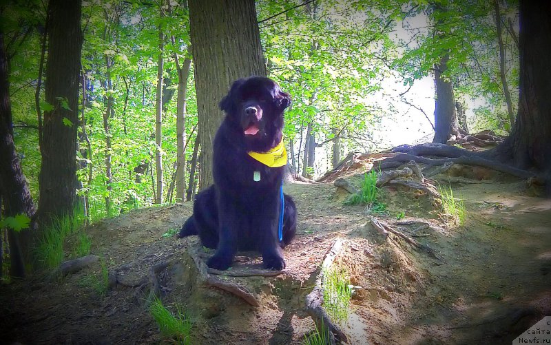 Фото: ньюфаундленд Черный Чанк с Берега Дона (Chernyj Chank s Berega Dona)