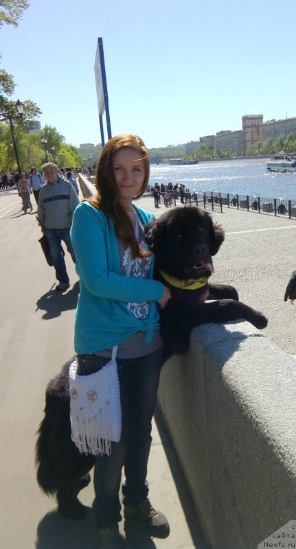 Фото: ньюфаундленд Черный Чанк с Берега Дона (Chernyj Chank s Berega Dona)