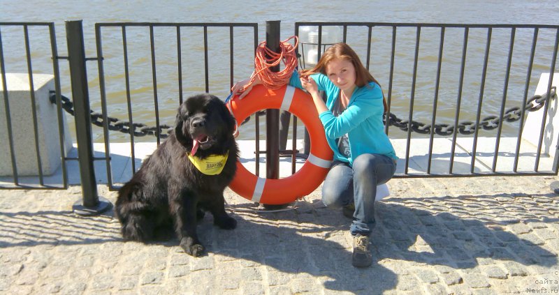 Фото: ньюфаундленд Черный Чанк с Берега Дона (Chernyj Chank s Berega Dona), Ирина Складнова