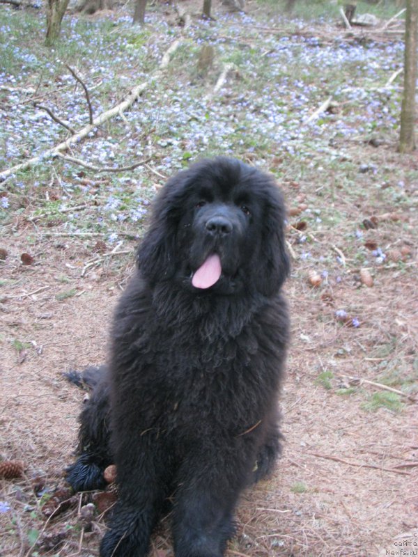 Фото: ньюфаундленд Смигар Тауэр ов  Стренгс (Smigar Tower of Strength)