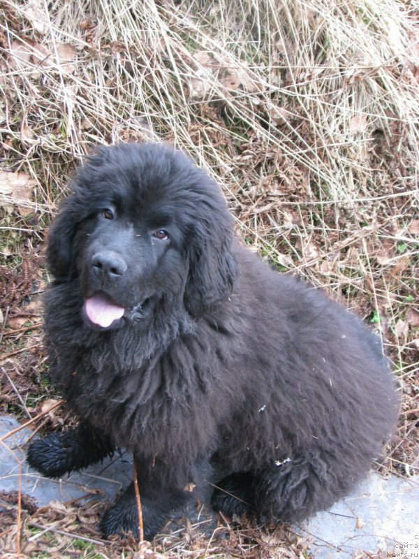 Фото: ньюфаундленд Смигар Тауэр ов  Стренгс (Smigar Tower of Strength)