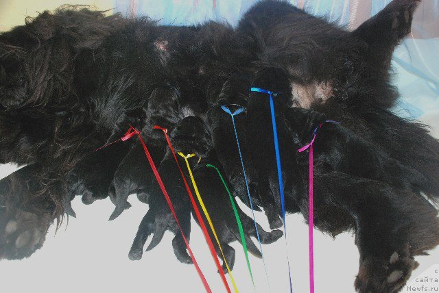 Фотография № 152721