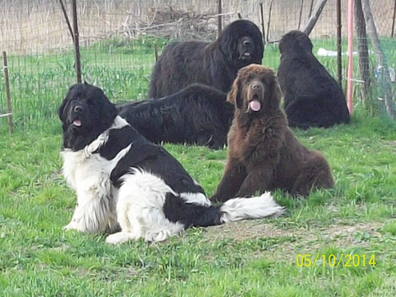 Фото: ньюфаундленд Супер Премиум Литониэль Валланинор (Super Premium Litoniel Vallaninor), ньюфаундленд Ньюфорт Ю'Северино