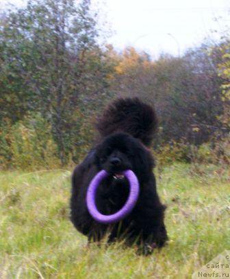 Фото: ньюфаундленд Севертан Эстамп