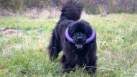 Фото: ньюфаундленд Севертан Эстамп