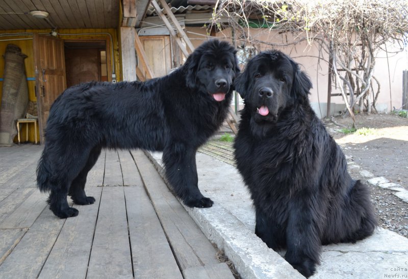 Фото: ньюфаундленд Талисман Моря Магия Волн, ньюфаундленд I'm Little Princess Midnight Bear