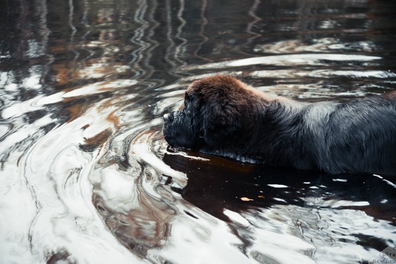 Фото: ньюфаундленд Смигар Ливерпульский Четвертак (Smigar Liverpulsiy Chetvertak)