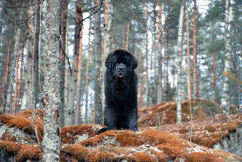 Фото: ньюфаундленд Смигар Ливерпульский Четвертак (Smigar Liverpulsiy Chetvertak)