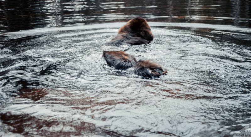 Фото: ньюфаундленд Смигар Ливерпульский Четвертак (Smigar Liverpulsiy Chetvertak)