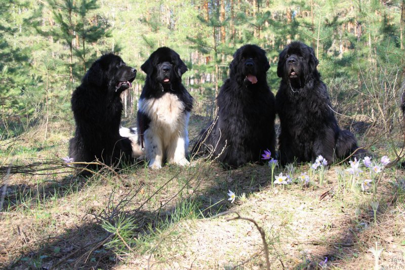 Фото: ньюфаундленд Акин Соул София, ньюфаундленд Лесная Сказка Лунная Соната, ньюфаундленд Барышня, ньюфаундленд Черный Шарм Веллингтон