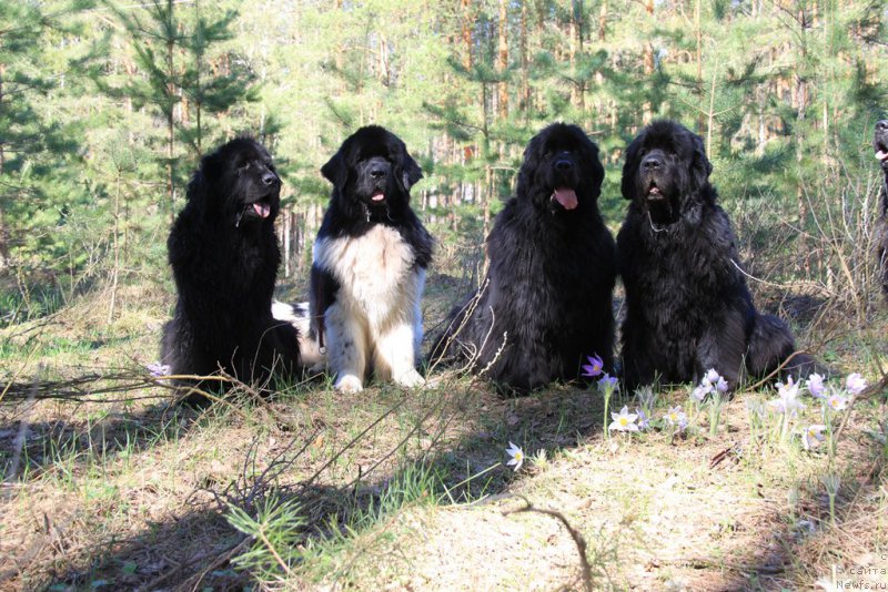 Фотография № 152763