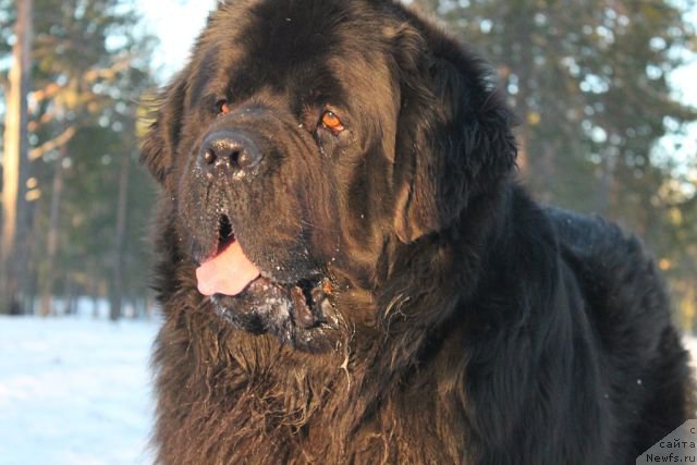 Фото: ньюфаундленд Омар Шериф