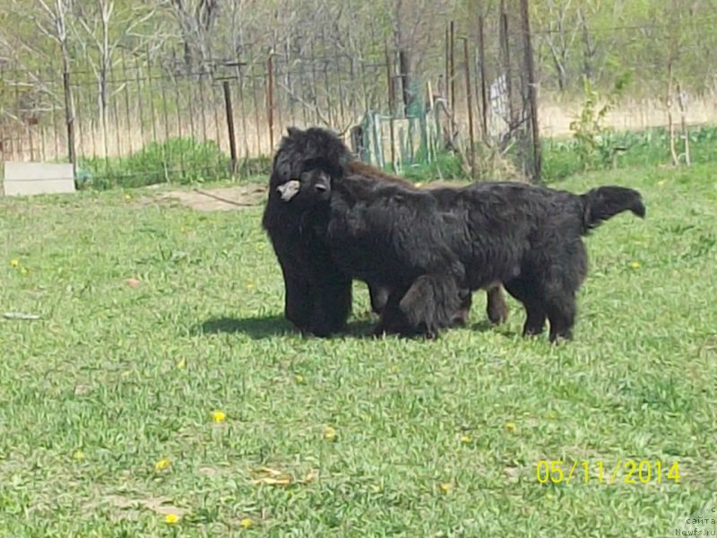 Фото: ньюфаундленд Супер Премиум Нао Дел Трато, ньюфаундленд Супер Премиум Немессис