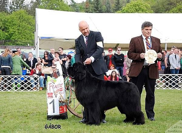 Фото: ньюфаундленд King of Helluland Feel The Win