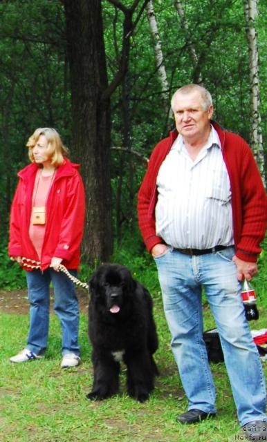 Фото: ньюфаундленд Сент Джонс Нирвана