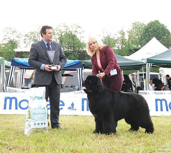 Фото: ньюфаундленд King of Helluland Feel The Win