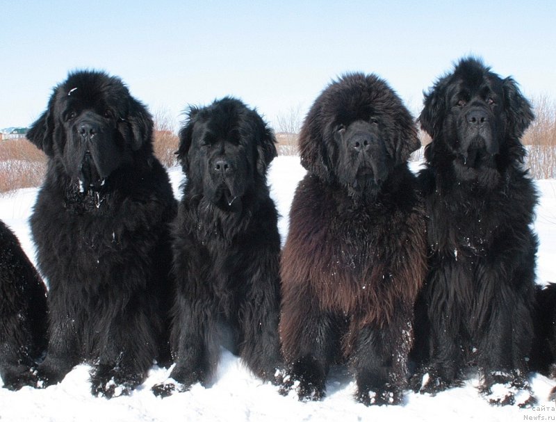 Фотография № 152792