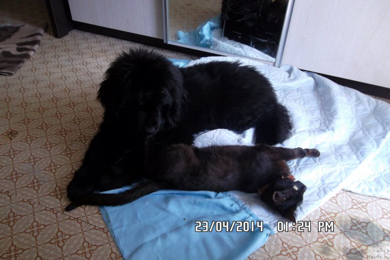 Фото: ньюфаундленд Якутский Бриллиант Ричард