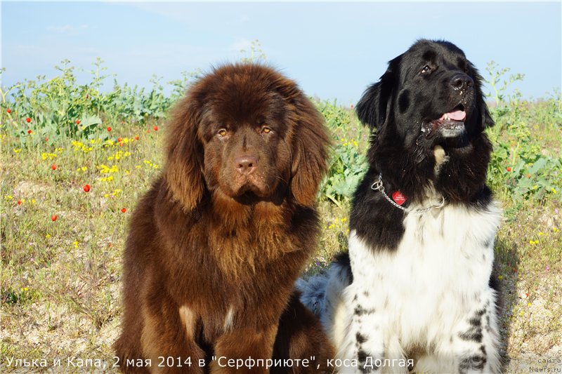 Фото: ньюфаундленд Кипер Соул Перфект Виктори, ньюфаундленд Плюшевая Панда Ультра Модная Штучка (Plushevaya Panda Ultra Modnaja Schtutschka)