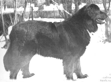 Фото: ньюфаундленд Чаролла Еви