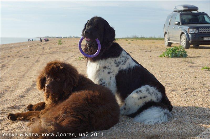 Фото: ньюфаундленд Плюшевая Панда Ультра Модная Штучка (Plushevaya Panda Ultra Modnaja Schtutschka), ньюфаундленд Кипер Соул Перфект Виктори