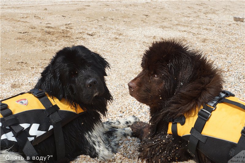 Фото: ньюфаундленд Плюшевая Панда Ультра Модная Штучка (Plushevaya Panda Ultra Modnaja Schtutschka), ньюфаундленд Кипер Соул Перфект Виктори