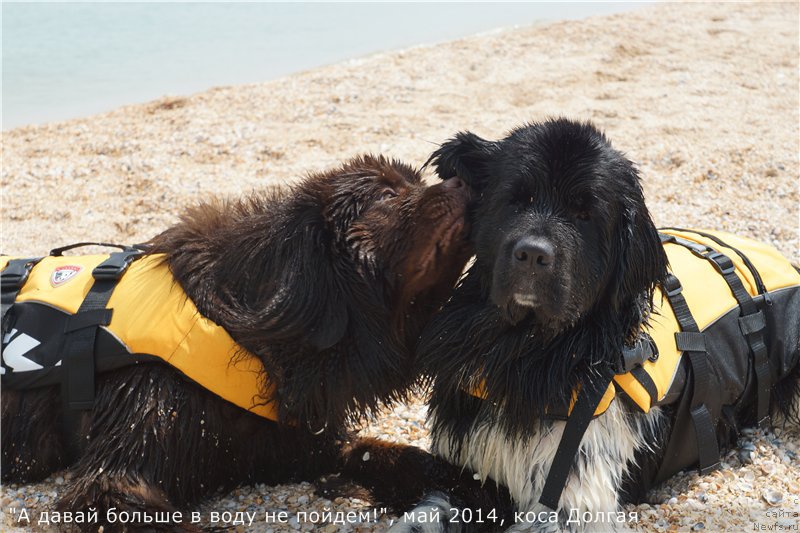 Фото: ньюфаундленд Кипер Соул Перфект Виктори, ньюфаундленд Плюшевая Панда Ультра Модная Штучка (Plushevaya Panda Ultra Modnaja Schtutschka)