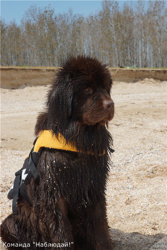 Фото: ньюфаундленд Кипер Соул Перфект Виктори